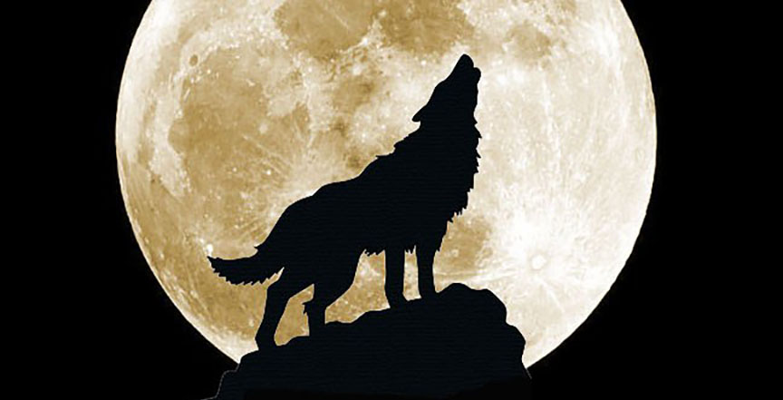 Howl at the wolf moon by Paula Munier