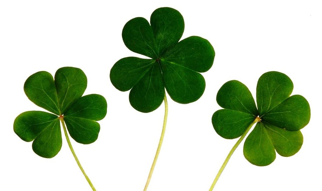 The Luck of the Irish Writer by Paula Munier