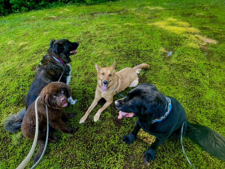 Four dogs laying on the grass looking at the photographer with their tongue out.